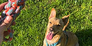Umbra participe au concours pour gagner de l'argent avec cette photo : animal, blue_harness, braided_toy, canine, daytime, dog, field, grass, greenery, hand, happy, nature, outdoor, pet, playful, summer, sunlight, tongue_out, toy, waiting