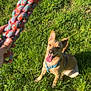 animal, blue_harness, braided_toy, canine, daytime, dog, field, grass, greenery, hand, happy, nature, outdoor, pet, playful, summer, sunlight, tongue_out, toy, waiting