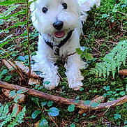Leeloo participe au concours pour gagner de l'argent avec cette photo : dog, small_dog, white_fur, westie, harness, tongue_out, happy, eyes, nose, paws, forest_floor, moss, fern, pine_cone, leaf, stick, greenery, outdoor, nature, portrait