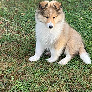 Milo is registered to the contest to win money with this photo: puppy, dog, grass, outdoor, pet, animal, fur, cute, sitting, nature, young, canine, fluffy, adorable, mammal, portrait, looking_down, brown, white, ears