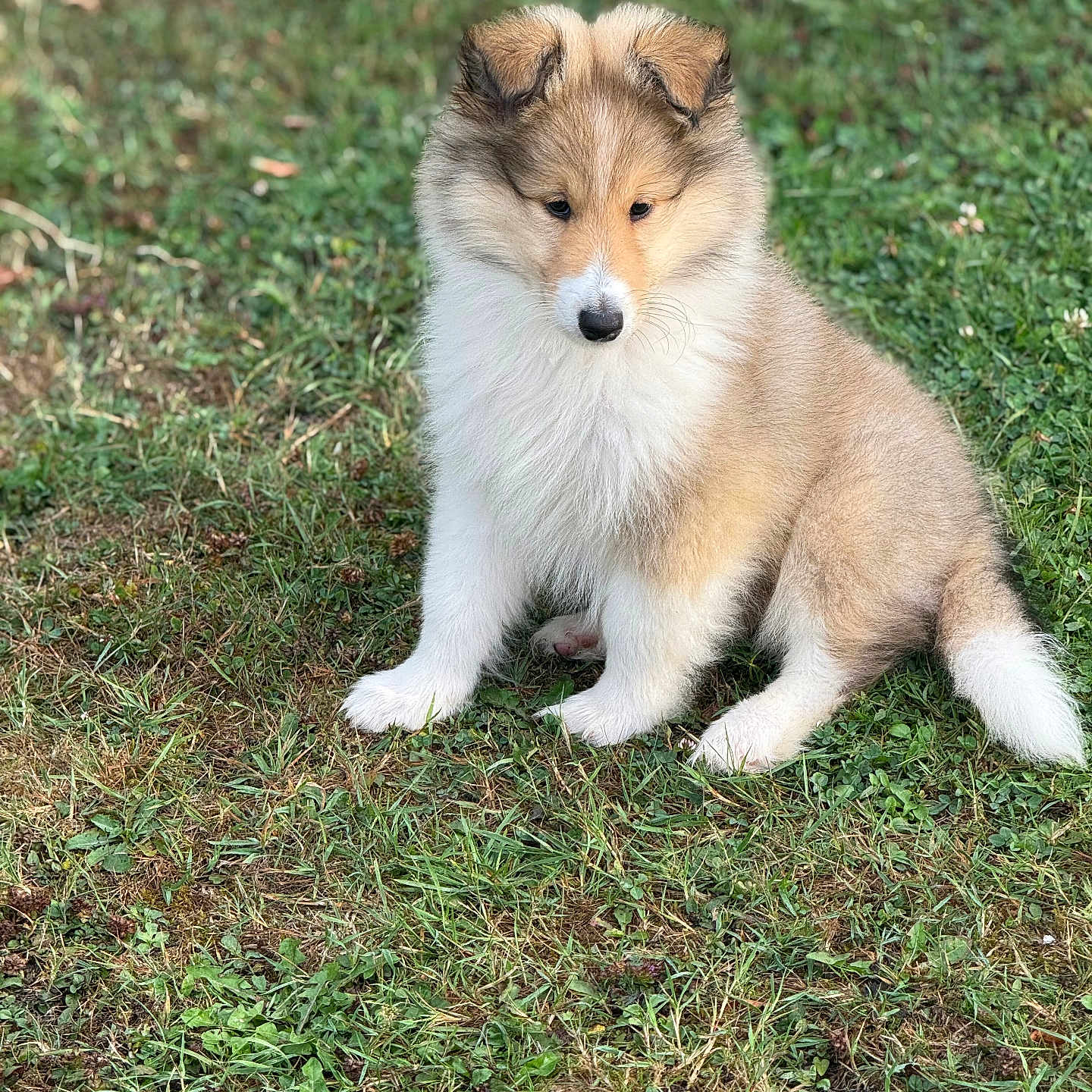 Milo is registered to the contest to win money with this photo: adorable, animal, brown, canine, cute, dog, ears, fluffy, fur, grass, looking_down, mammal, nature, outdoor, pet, portrait, puppy, sitting, white, young