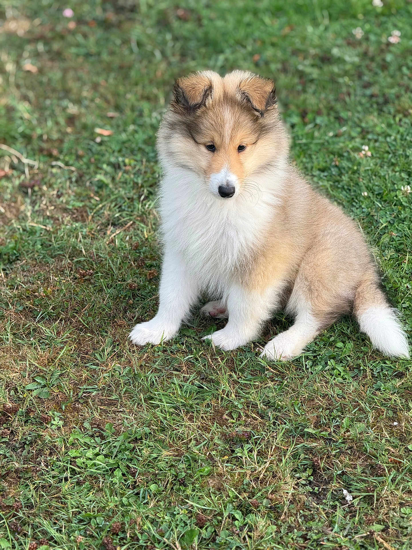 Milo is registered to the contest to win money with this photo: puppy, dog, grass, outdoor, pet, animal, fur, cute, sitting, nature, young, canine, fluffy, adorable, mammal, portrait, looking_down, brown, white, ears