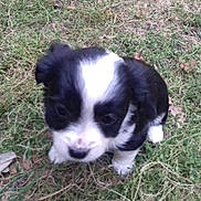 Kayamb participe au concours pour gagner de l'argent avec cette photo : border_collie, carnivoran, dog, dog_breed, dog_breed_group, dog_like_mammal, karelian_bear_dog, landseer, puppy, rare_breed_dog, sporting_group, vertebrate