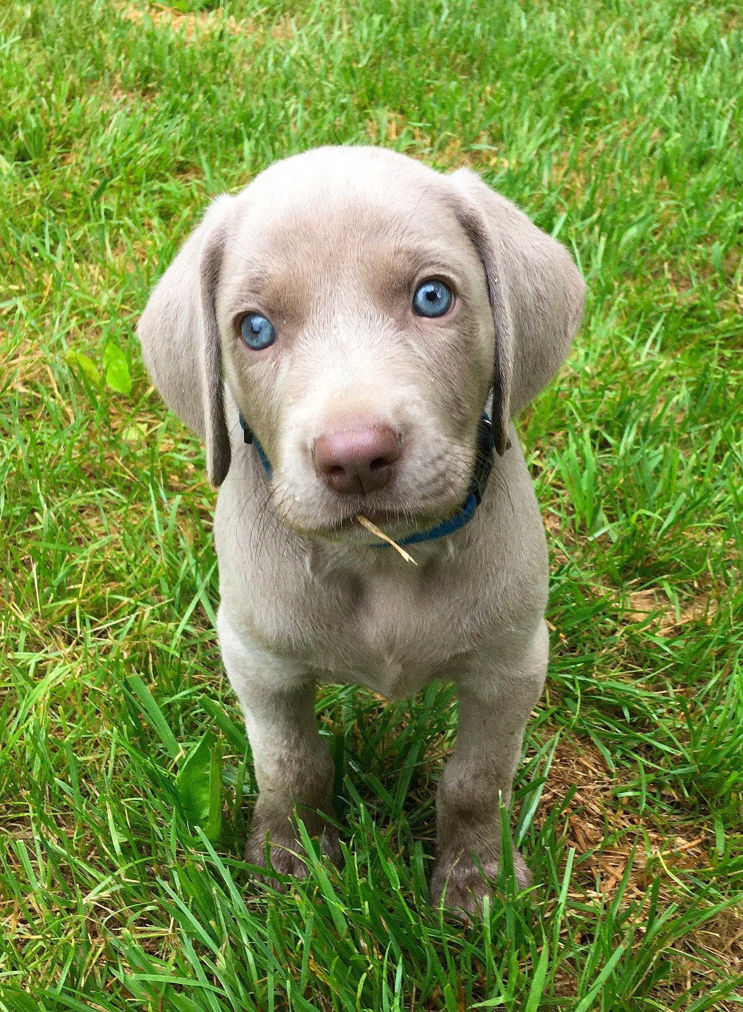 Moto joined the competition — help win amazing prizes! ariege_pointer, beagador, blue_lacy, canidae, carnivore, dog, dog_breed, fawn, gun_dog, hunting_dog, liver, mammal, pointing_breed, puppy, slovakian_rough_haired_pointer, snout, sporting_group, vertebrate, vizsla, weimaraner