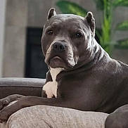 Mara May is registered to the contest to win money with this photo: dog, gray_dog, pet, couch, cushion, indoor, plant, fireplace, relaxed, animal, furniture, home, cozy, portrait, looking, mammal, companion, resting, domestic, canine