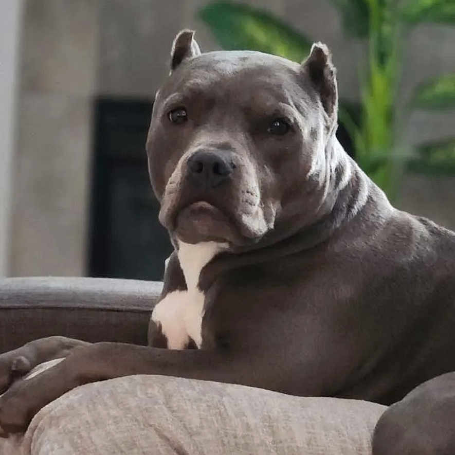 Mara May is registered to the contest to win money with this photo: animal, canine, companion, couch, cozy, cushion, dog, domestic, fireplace, furniture, gray_dog, home, indoor, looking, mammal, pet, plant, portrait, relaxed, resting