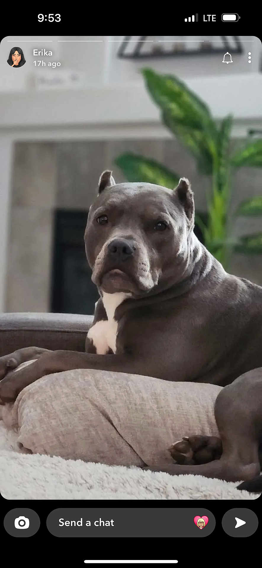 Mara May is registered to the contest to win money with this photo: dog, gray_dog, pet, couch, cushion, indoor, plant, fireplace, relaxed, animal, furniture, home, cozy, portrait, looking, mammal, companion, resting, domestic, canine