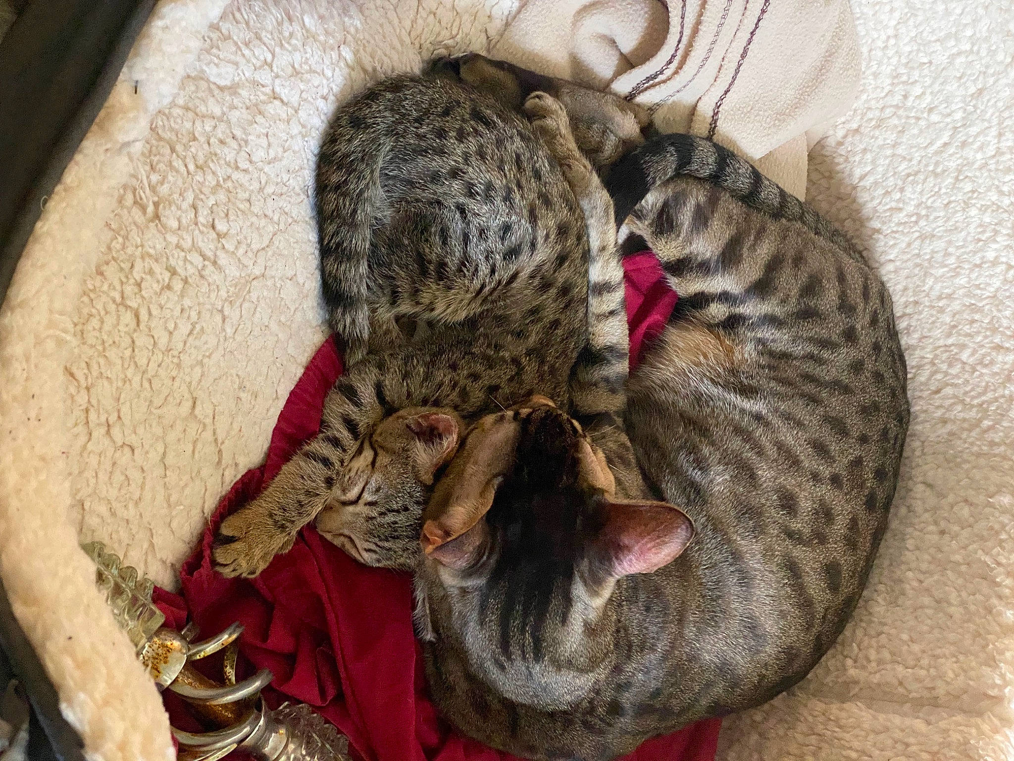 Rocky is registered to the contest to win money with this photo: carnivore, cat, cat_bed, claw, comfort, domestic_short_haired_cat, fawn, felidae, fur, nap, paw, sleep, small_to_medium_sized_cats, snout, tail, terrestrial_animal, whiskers, wool