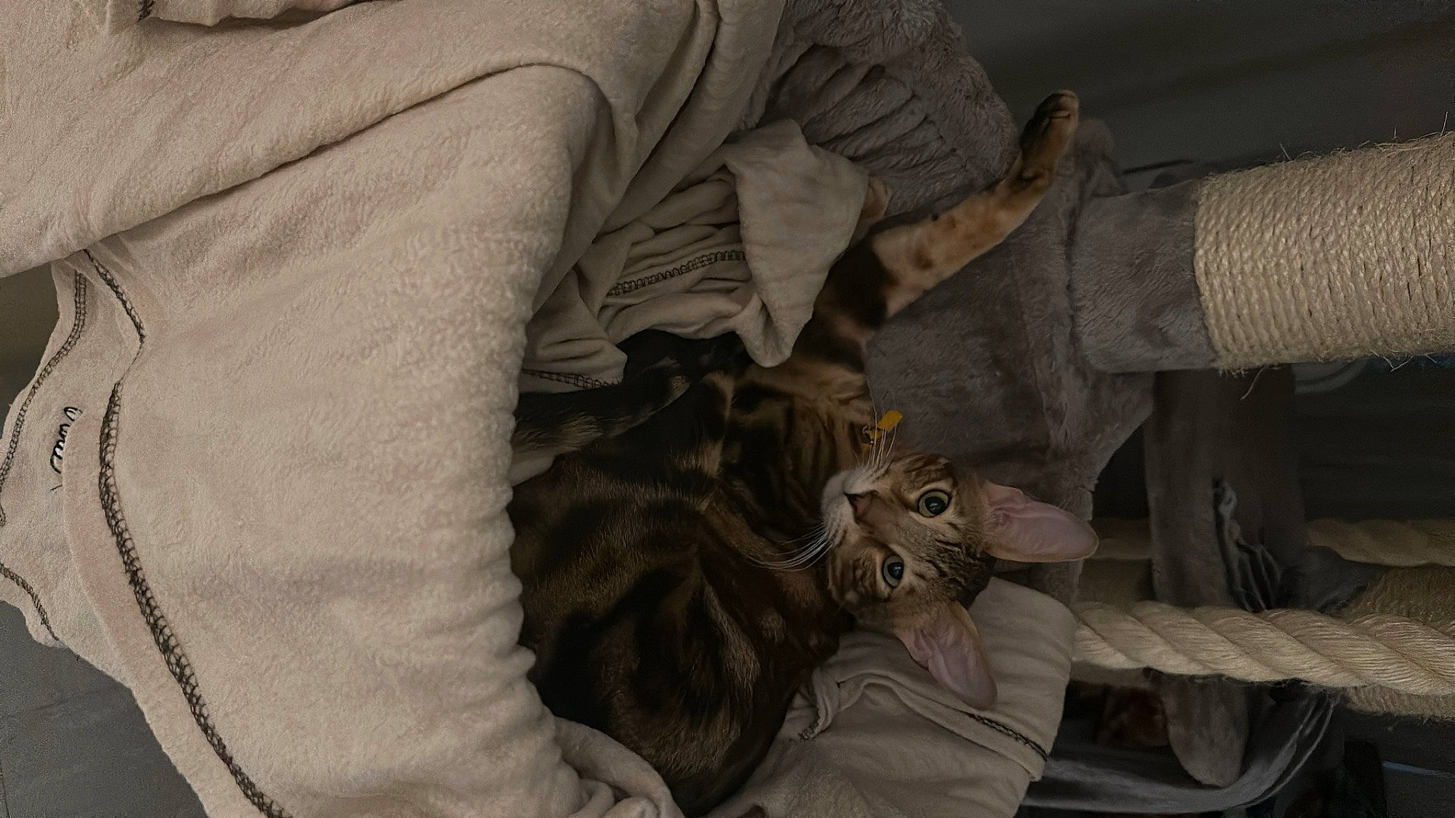 Rocky joined the competition — help win amazing prizes! bedding, canidae, carnivore, cat, claw, comfort, domestic_short_haired_cat, fawn, felidae, fur, grey, human_leg, linens, nap, small_to_medium_sized_cats, sporting_group, tail, tree, whiskers, wood