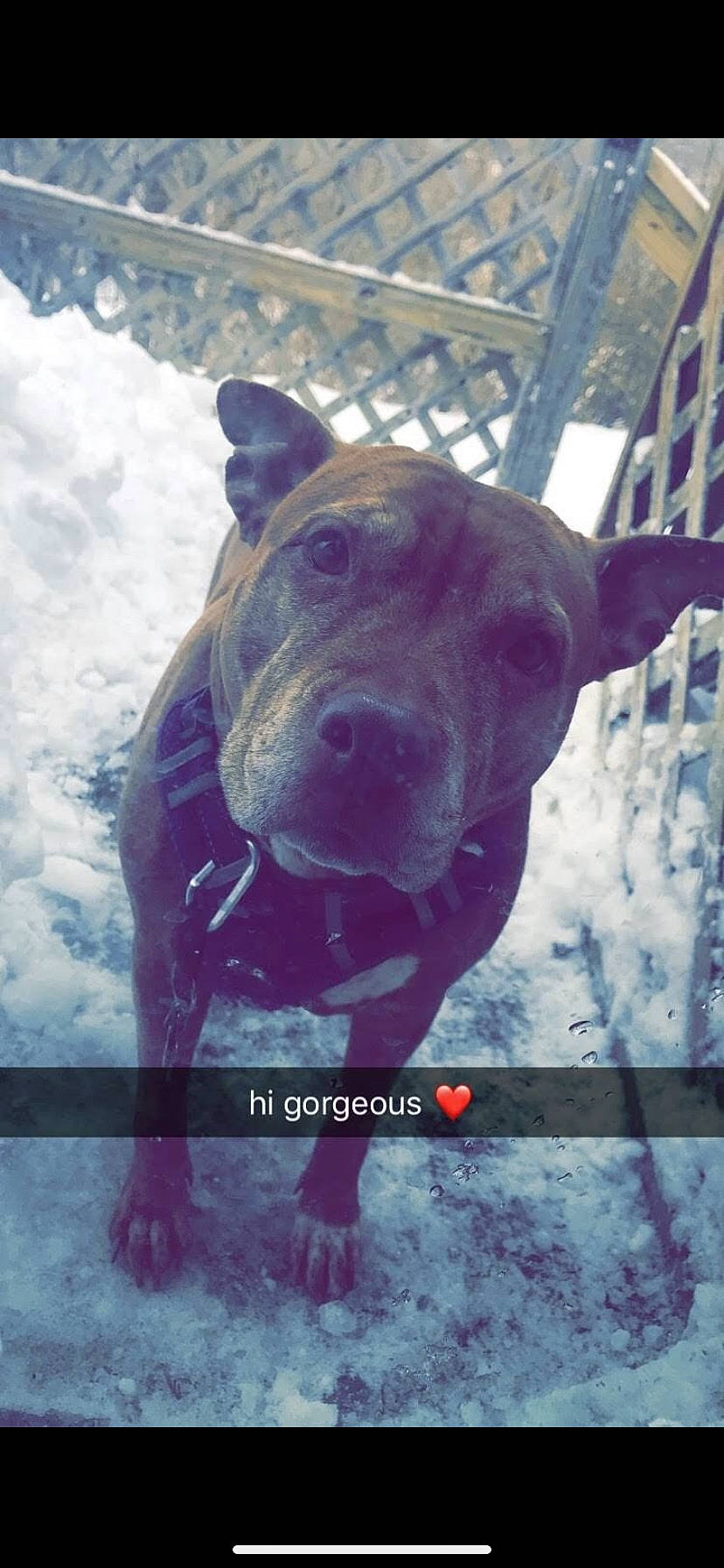 Layla joined the competition — help win amazing prizes! american_pit_bull_terrier, american_staffordshire_terrier, canidae, carnivore, dog, dog_breed, labrador_retriever, non_sporting_group, nose, pit_bull, snout, sporting_group, staffordshire_bull_terrier, weimaraner