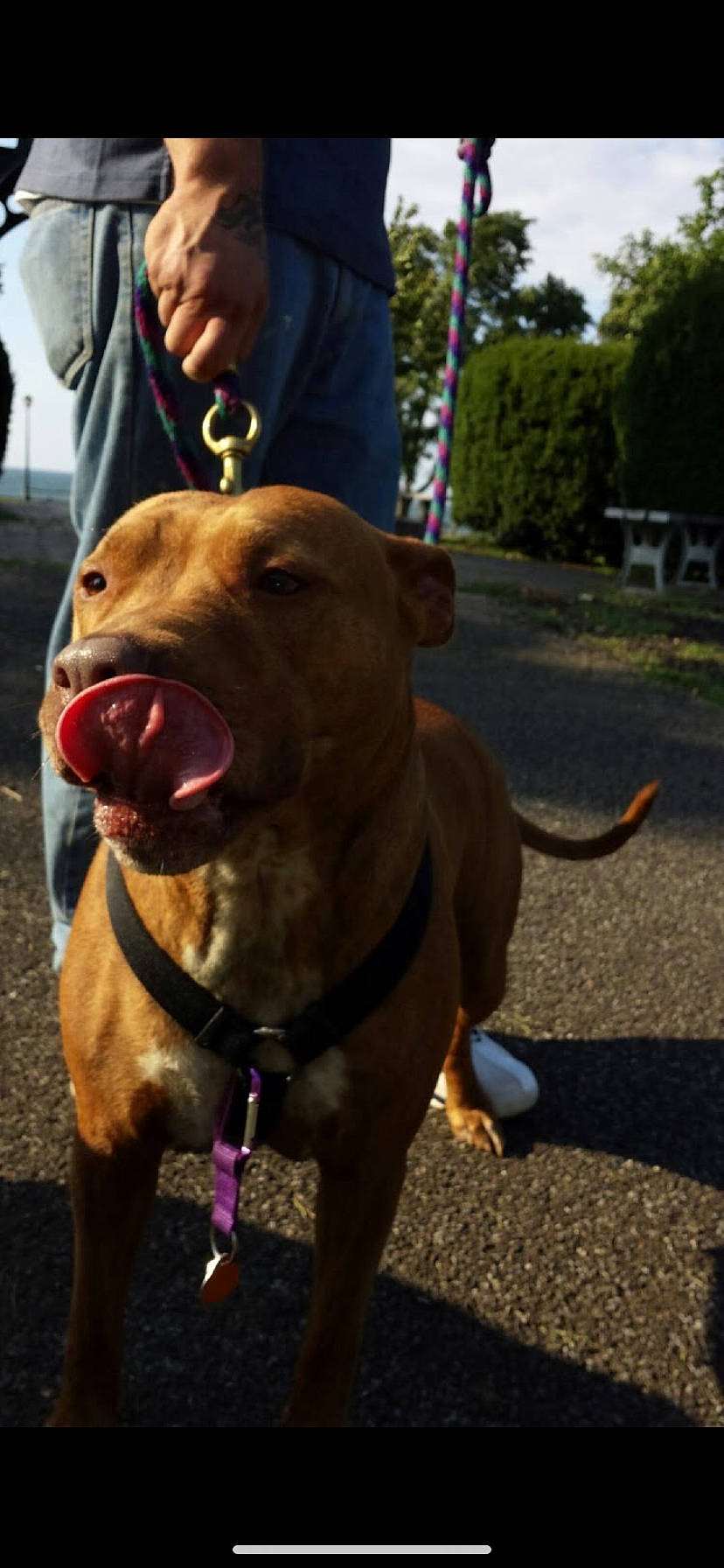 Layla joined the competition — help win amazing prizes! american_pit_bull_terrier, american_staffordshire_terrier, bandog, canidae, carnivore, dog, dog_breed, dog_walking, fawn, leash, mammal, non_sporting_group, pit_bull, rare_breed_dog, snout, sporting_group, staffordshire_bull_terrier, vertebrate