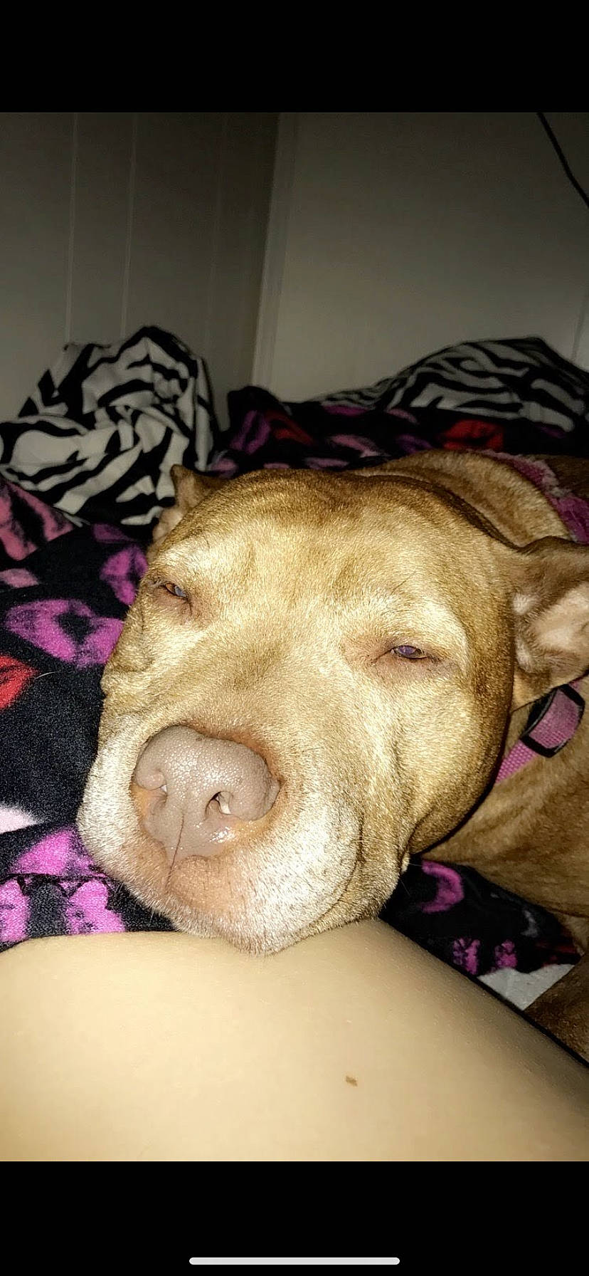 Layla joined the competition — help win amazing prizes! american_pit_bull_terrier, canidae, carnivore, dog, dog_breed, fawn, mammal, non_sporting_group, pit_bull, snout, sporting_group, vizsla, weimaraner