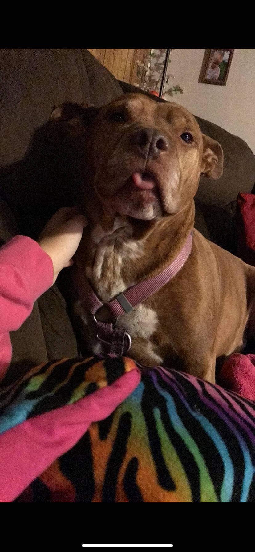 Layla is registered to the contest to win money with this photo: american_pit_bull_terrier, american_staffordshire_terrier, bandog, canidae, carnivore, companion_dog, dog, dog_breed, ear, fawn, mammal, non_sporting_group, pit_bull, puppy, sporting_group, staffordshire_bull_terrier