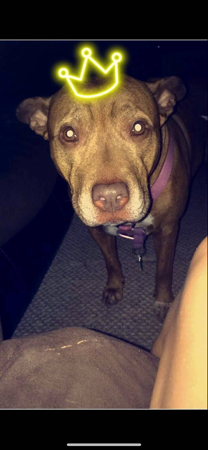 Layla is registered to the contest to win money with this photo: american_pit_bull_terrier, american_staffordshire_terrier, bull_and_terrier, canidae, carnivore, dog, dog_breed, ear, fawn, mammal, non_sporting_group, nose, pit_bull, snout, sporting_group, staffordshire_bull_terrier, vertebrate, whiskers