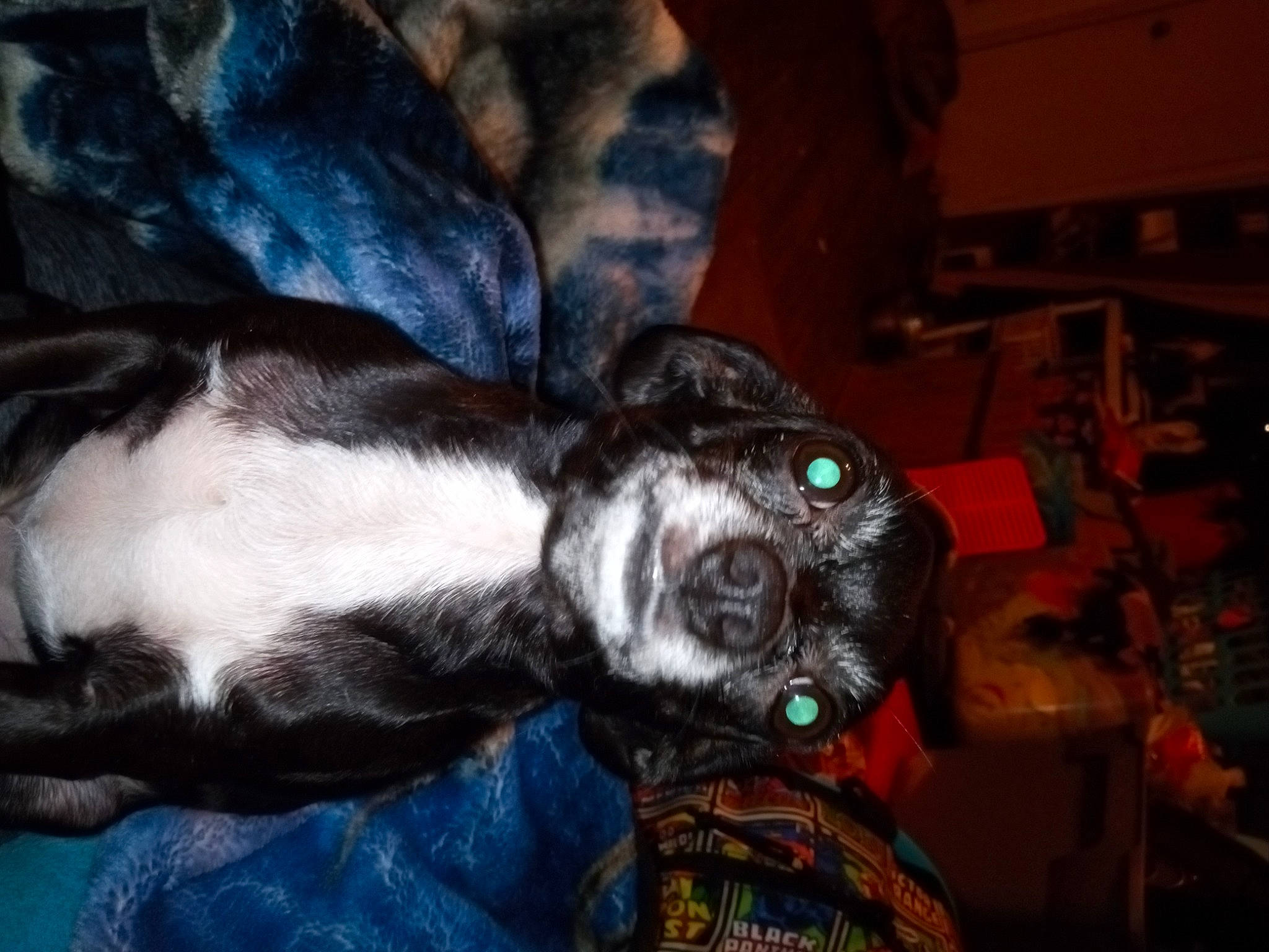 Tootles joined the competition — help win amazing prizes! canidae, carnivore, comfort, companion_dog, dog, dog_breed, ear, fawn, fur, guard_dog, liver, non_sporting_group, puppy, snout, sporting_group, tail, whiskers, working_animal