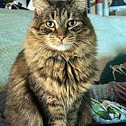 Omalley participe au concours pour gagner de l'argent avec cette photo : animal, cat, closeup, couch, cozy, domestic_cat, feline, fluffy, fur, furniture, green_eyes, household, indoor, looking_at_camera, pet, portrait, relaxed, sitting, tabby, whiskers