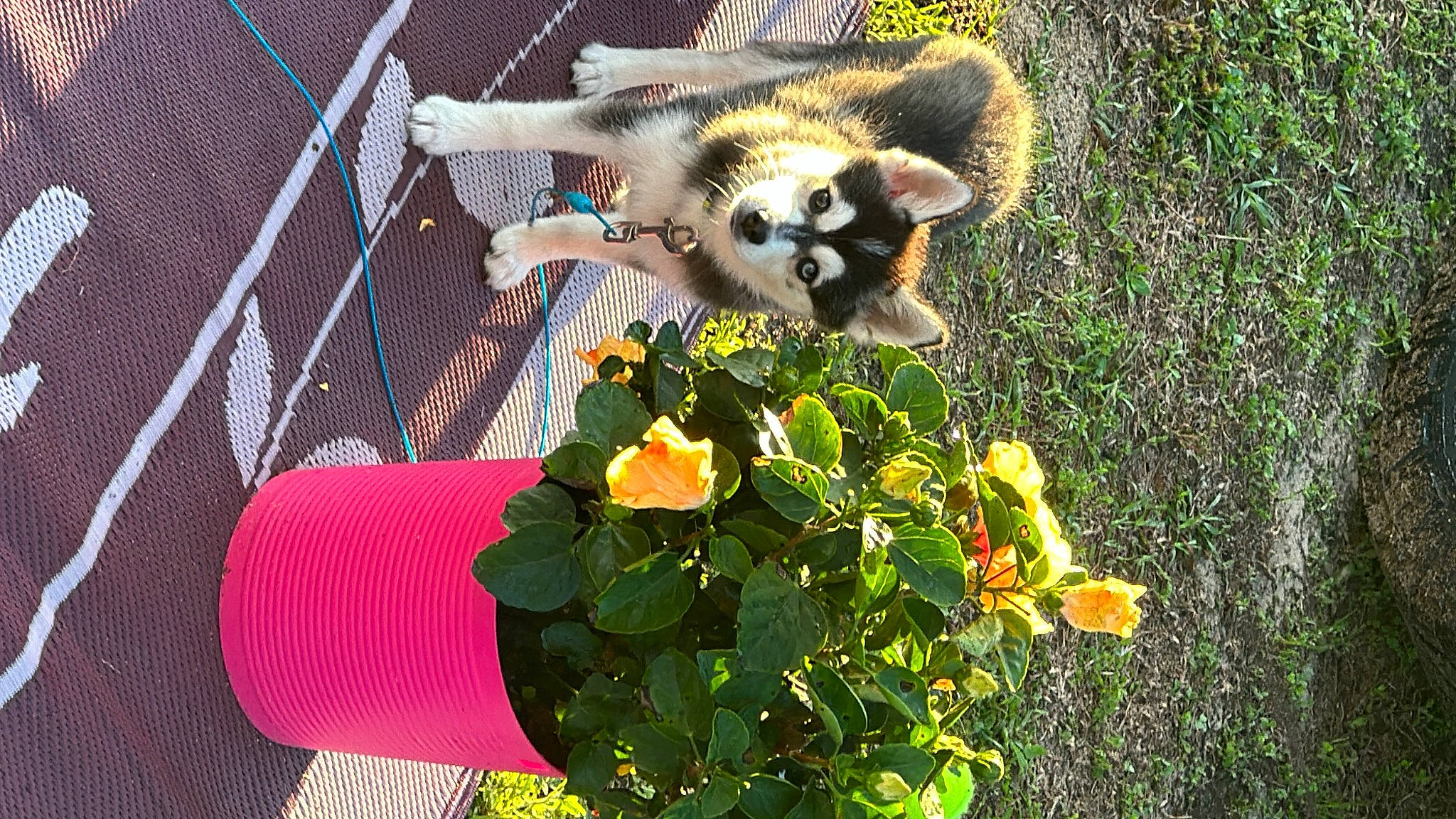 Willow is registered to the contest to win money with this photo: annual_plant, carnivore, fawn, fence, flower, flowerpot, fur, grass, lemur, mesh, organism, panda, pet_supply, petal, plant, procyonidae, red_panda, tail, terrestrial_animal, whiskers