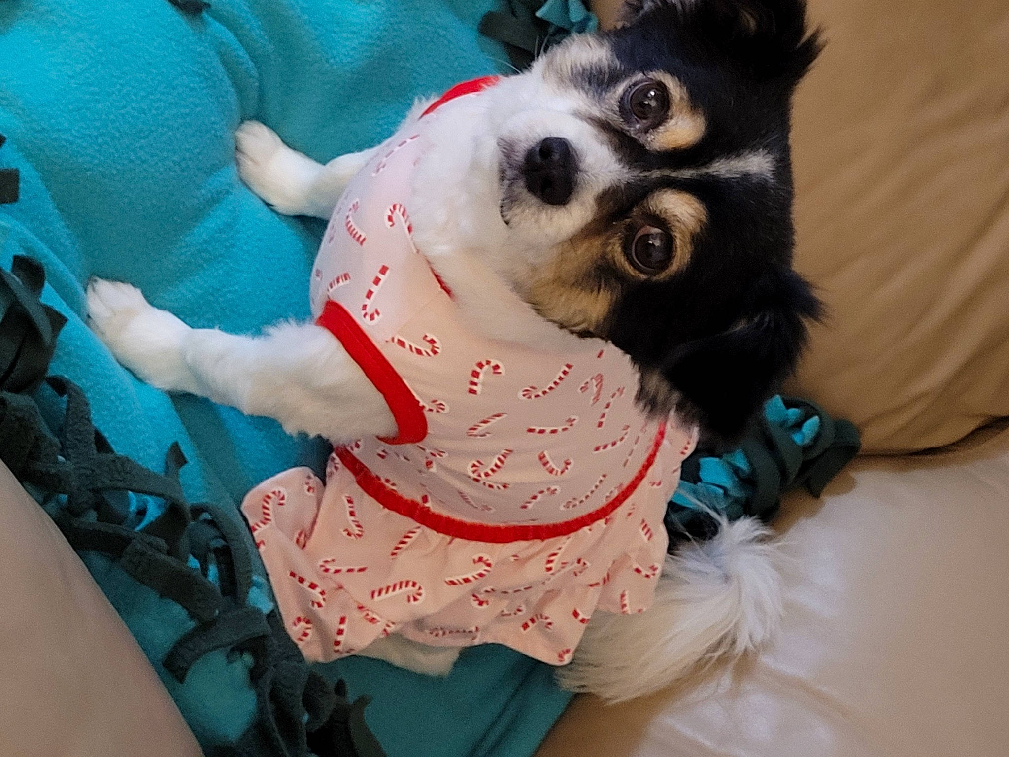 Patches joined the competition — help win amazing prizes! canidae, carnivore, comfort, companion_dog, dog, dog_breed, dog_clothes, dog_supply, fawn, fur, linens, non_sporting_group, pattern, paw, siberian_husky, sleeve, toy_dog, whiskers, working_animal, working_dog