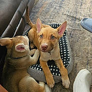 Tasha Armstrong is registered to the contest to win money with this photo: puppy, dog, pet, indoor, carpet, dog_bed, leather_couch, fur, snuggling, animal, cute, looking, ears, paw, resting, floor, slipper, white_shoe, home, domestic