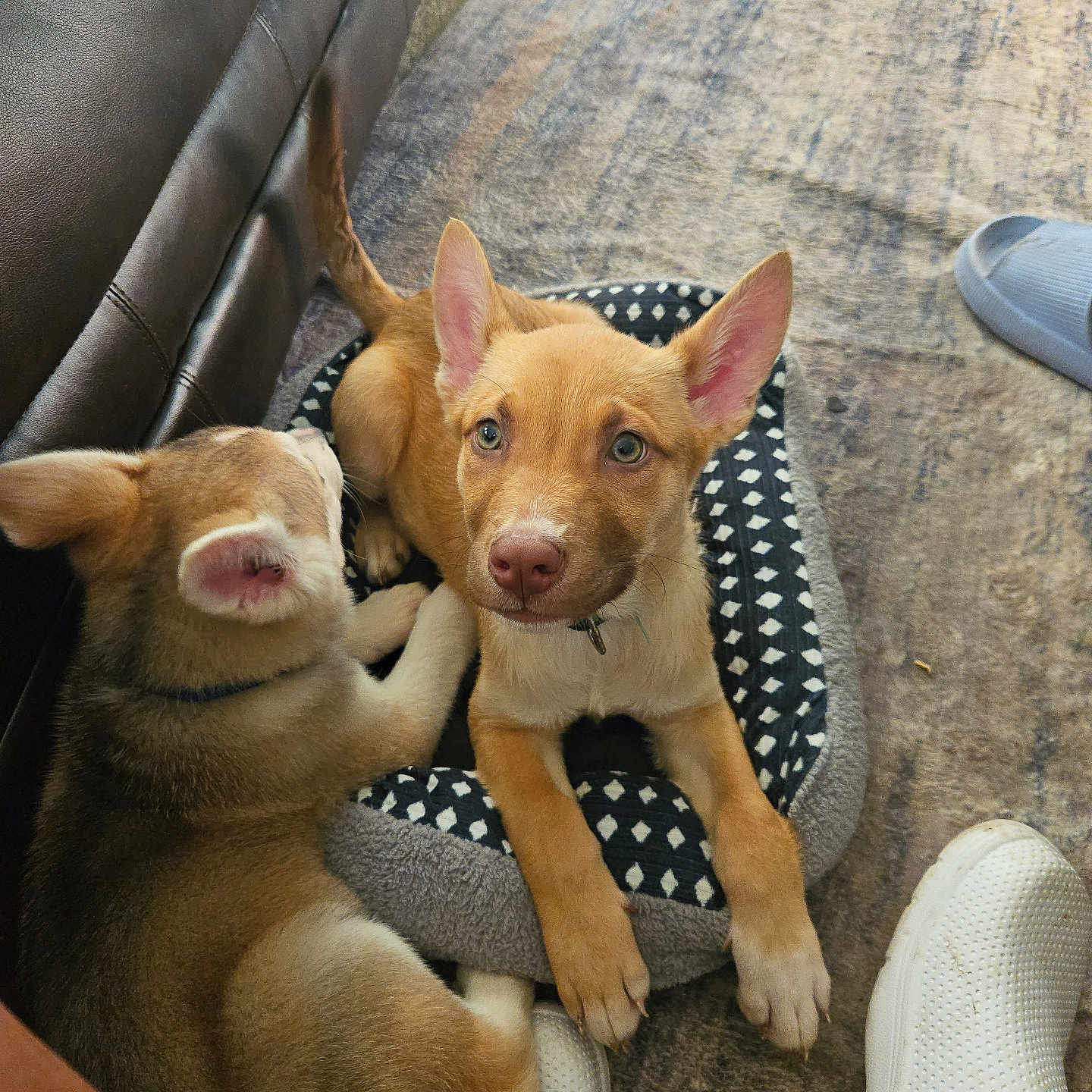 Tasha Armstrong is registered to the contest to win money with this photo: puppy, dog, pet, indoor, carpet, dog_bed, leather_couch, fur, snuggling, animal, cute, looking, ears, paw, resting, floor, slipper, white_shoe, home, domestic