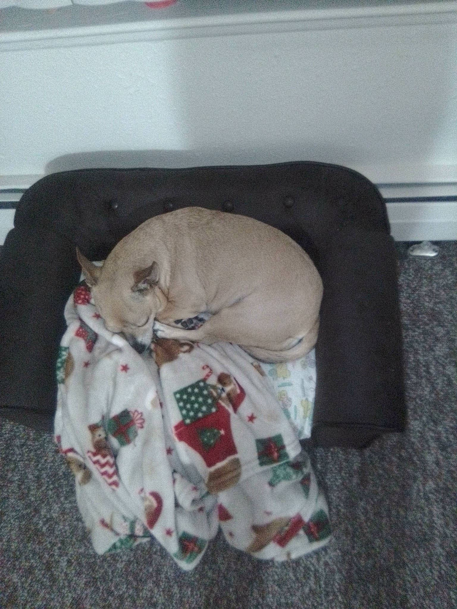 Coco is registered to the contest to win money with this photo: baby_products, canidae, carmine, carnivore, cat, comfort, companion_dog, dog_breed, domestic_short_haired_cat, fawn, felidae, fur, linens, nap, room, sleep, small_to_medium_sized_cats, sporting_group, tail, whiskers