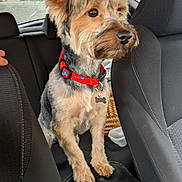Max participe au concours pour gagner de l'argent avec cette photo : dog, terrier, pet, canine, car, car_interior, back_seat, collar, leash, dog_tag, sitting, standing, brown_fur, gray_fur, long_ears, fluffy, portrait, vehicle, animal, cute