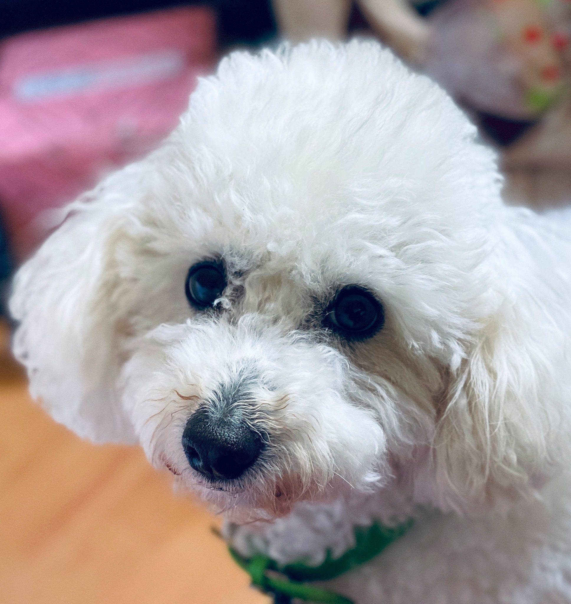 Loustik a rejoint le concours — aidez-le/la à gagner de superbes lots ! canidae, carnivore, companion_dog, dog, dog_breed, eye, fur, head, labradoodle, maltepoo, plant, poodle, puppy, puppy_love, small_terrier, snout, sporting_group, terrier, toy_dog, water_dog