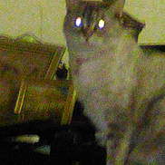 Shyla joined the competition — help win amazing prizes! animal, blur, blurry, cat, cozy, dark, domestic_animal, feline, furniture, furniture_leg, glowing_eyes, grainy, household, indoor, low_light, pet, quiet, shadow, sitting, yellow_eyes