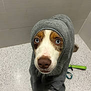 Dusty is registered to the contest to win money with this photo: animal, bathroom, blue_eyes, brown_and_white, close_up, countertop, curious, dog, expression, face, fur, indoor, leash, pet, snout, tile_wall, towel, wet_dog, whiskers, wrapped