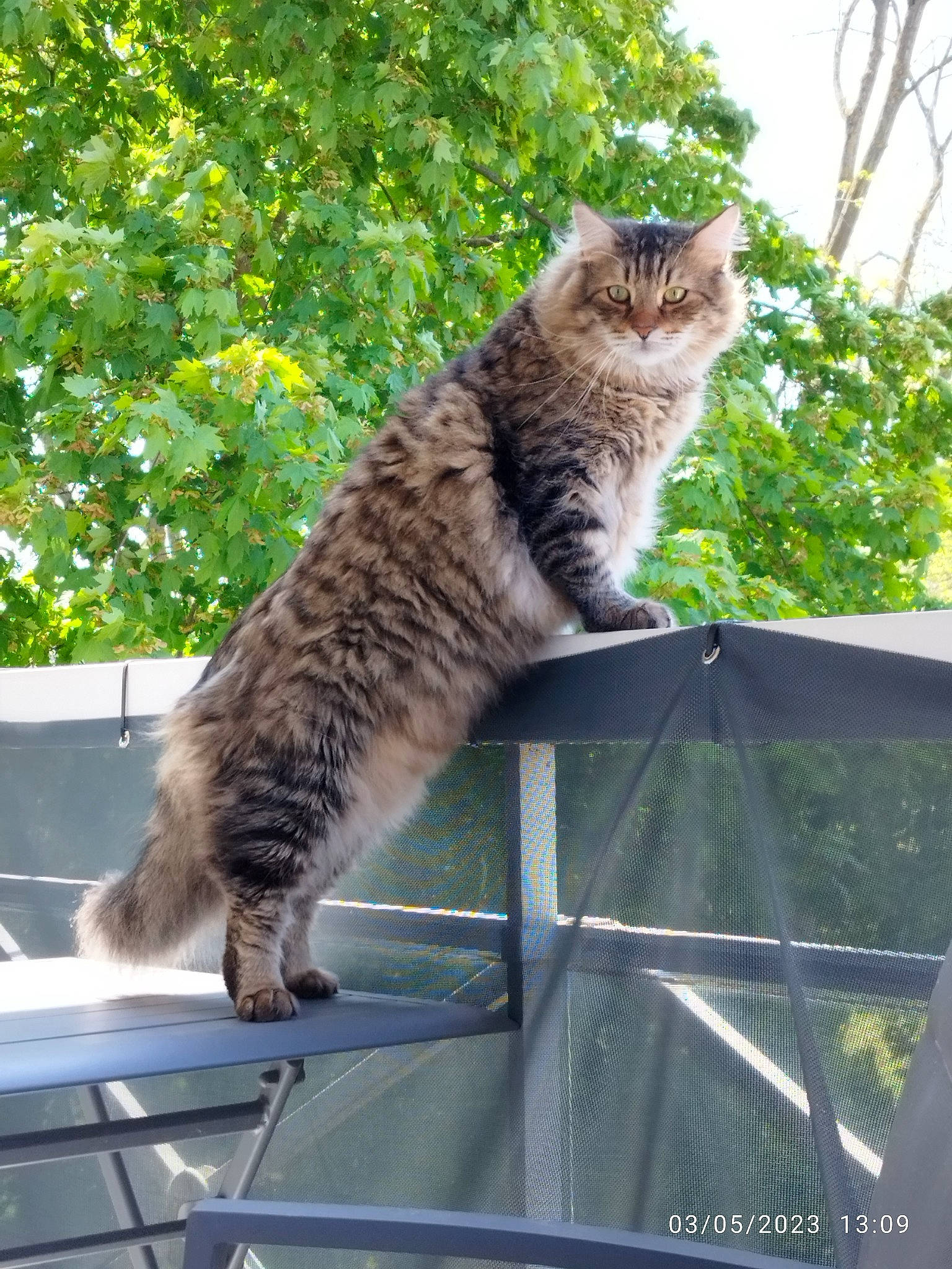 Ripley participe au concours pour gagner de l'argent avec cette photo : automotive_window_part, carnivore, cat, domestic_short_haired_cat, felidae, fur, grass, motor_vehicle, plant, roof, shade, sky, small_to_medium_sized_cats, tail, tree, whiskers, wildlife, window, windshield, wood