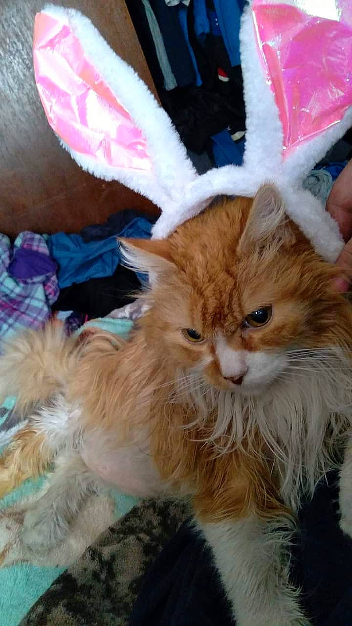 Tigger is registered to the contest to win money with this photo: carnivore, cat, claw, event, fawn, felidae, fur, magenta, paw, small_to_medium_sized_cats, snout, tail, terrestrial_animal, whiskers