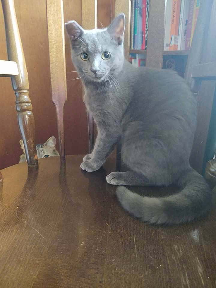 Cece joined the competition — help win amazing prizes! carnivore, cat, cat_supply, comfort, domestic_short_haired_cat, fawn, felidae, flooring, fur, grey, hardwood, paw, russian_blue, small_to_medium_sized_cats, tail, terrestrial_animal, whiskers, wood