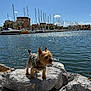 animal, boats, canine, clouds, daytime, dog, harbor, harness, leash, marina, nature, outdoor, pet, rock, sailboats, sky, small_dog, sunlight, water, waterfront