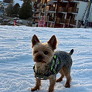 Toby participe au concours pour gagner de l'argent avec cette photo : dog, yorkshire_terrier, pet, snow, winter, harness, ears, paws, fur, sunset, chalet, ski_resort, outdoor, portrait, cute, small_dog, walking, ground, leash_attachment, mountain