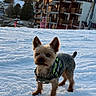 chalet, cute, dog, ears, fur, ground, harness, leash_attachment, mountain, outdoor, paws, pet, portrait, ski_resort, small_dog, snow, sunset, walking, winter, yorkshire_terrier