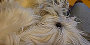 Ossau participe au concours pour gagner de l'argent avec cette photo : animal_product, art, circle, companion_dog, dog_breed, fashion_accessory, fashion_design, feather, fur, natural_material, pattern, peach, tail, thread, wool, working_animal