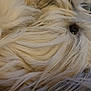 Ossau participe au concours pour gagner de l'argent avec cette photo : blond, carnivore, close_up, companion_dog, dog, dog_breed, fashion_accessory, fur, hair_accessory, layered_hair, liver, pattern, peach, sporting_group, thread, toy_dog, working_animal