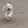 Ossau participe au concours pour gagner de l'argent avec cette photo : dog, running, beach, sand, fluffy, white_dog, outdoor, animal, motion, happy, ears, fur, smiling, active, playful, nature, daytime, canine, energy, fast