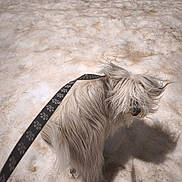 Ossau participe au concours pour gagner de l'argent avec cette photo : dog, white_dog, fluffy, leash, paw_prints, snow, outdoor, pet, animal, fur, shadow, walking, winter, cold, nature, canine, hairy, standing, playful, cute