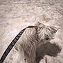 dog, white_dog, fluffy, leash, paw_prints, snow, outdoor, pet, animal, fur, shadow, walking, winter, cold, nature, canine, hairy, standing, playful, cute