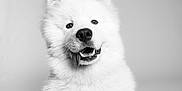 Aalto a rejoint le concours — aidez-le/la à gagner de superbes lots ! dog, samoyed, white_fur, portrait, black_and_white, tongue_out, fluffy, pet, studio, cute, animal, canine, friendly, smiling, fur, close_up, headshot, happy, domestic_animal, mammal