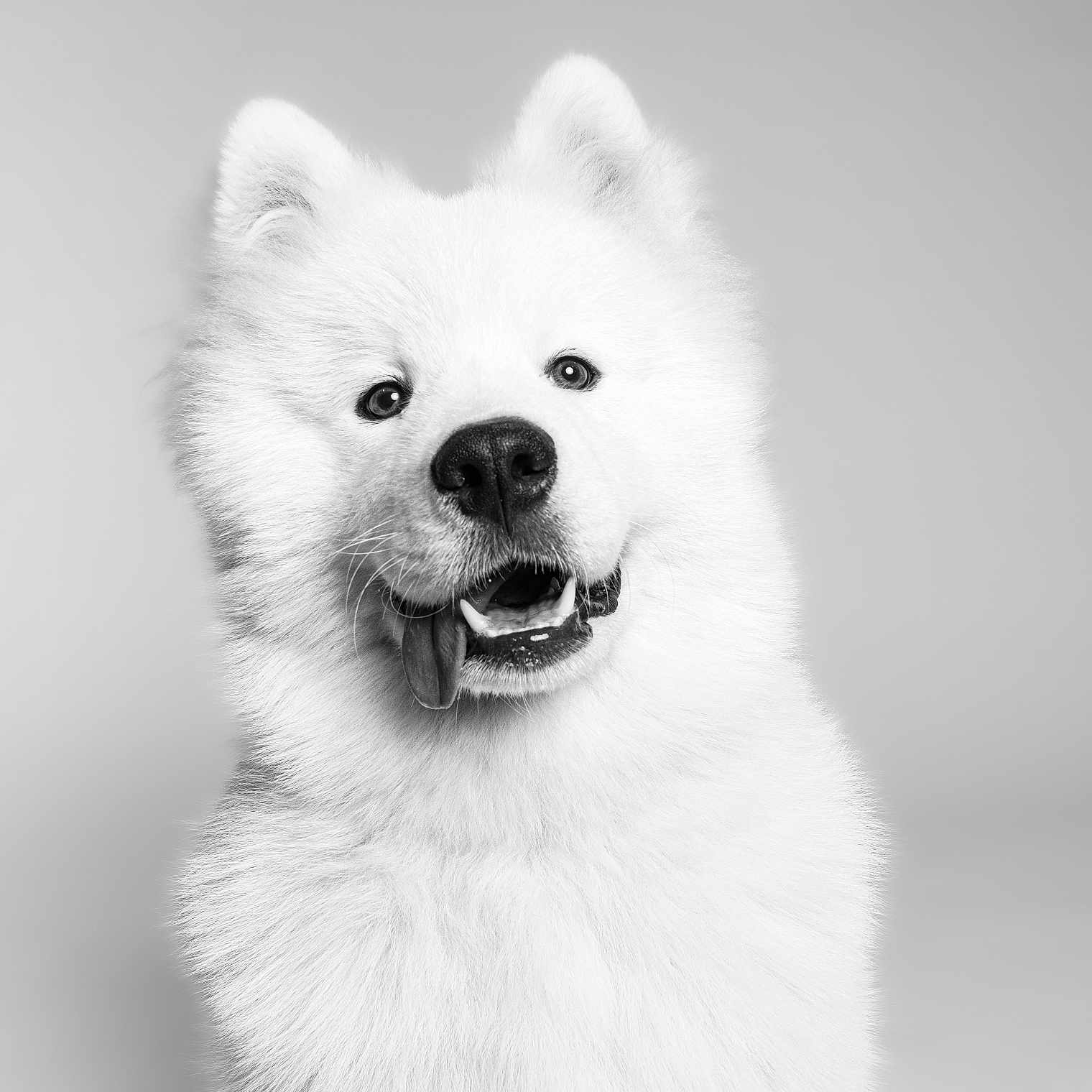 Aalto a rejoint le concours — aidez-le/la à gagner de superbes lots ! animal, black_and_white, canine, close_up, cute, dog, domestic_animal, fluffy, friendly, fur, happy, headshot, mammal, pet, portrait, samoyed, smiling, studio, tongue_out, white_fur
