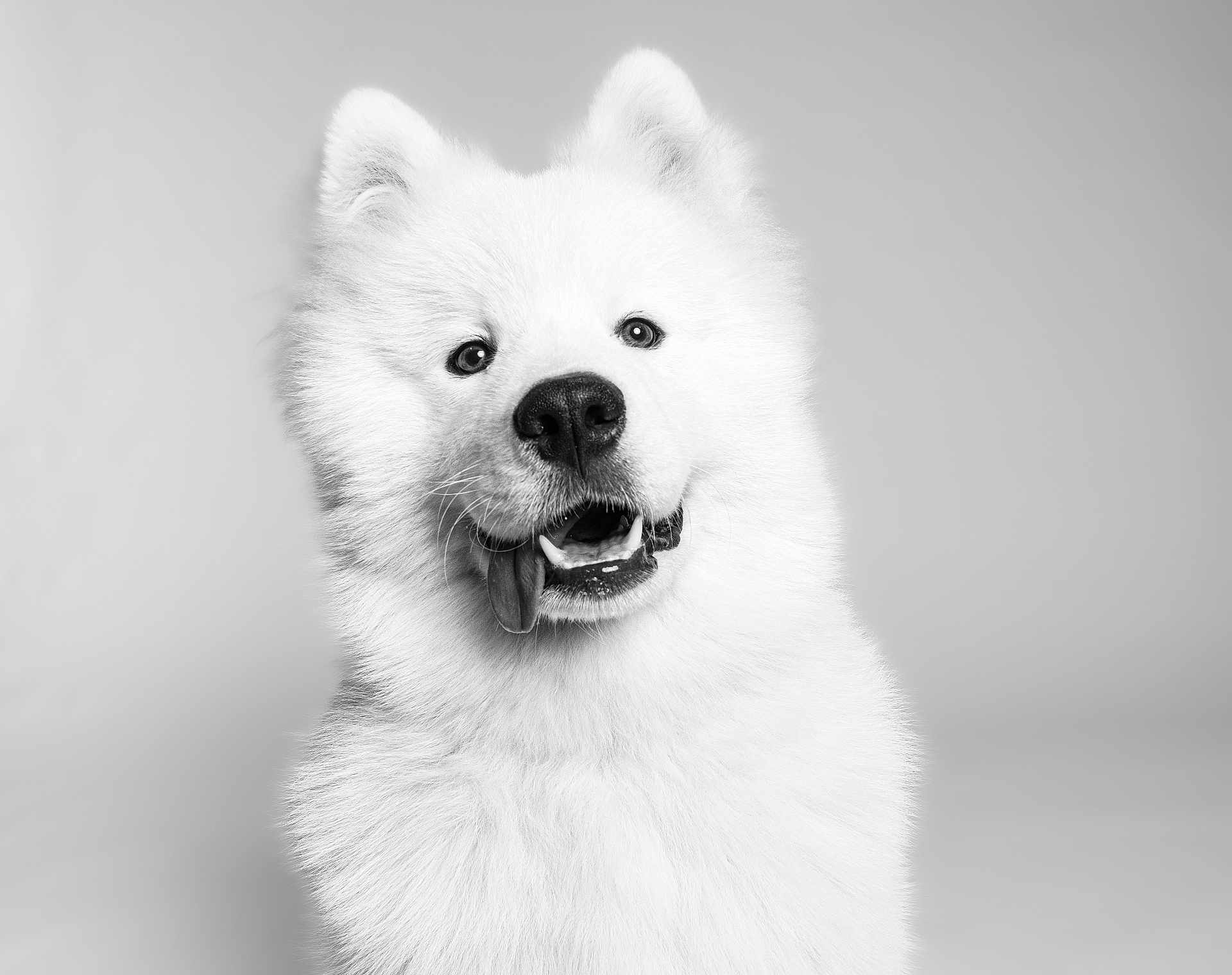 Aalto a rejoint le concours — aidez-le/la à gagner de superbes lots ! dog, samoyed, white_fur, portrait, black_and_white, tongue_out, fluffy, pet, studio, cute, animal, canine, friendly, smiling, fur, close_up, headshot, happy, domestic_animal, mammal
