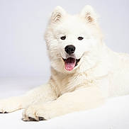 Aalto a rejoint le concours — aidez-le/la à gagner de superbes lots ! dog, white, fluffy, tongue_out, lying_down, happy, pet, studio, portrait, canine, fur, animal, cute, friendly, mammal, domestic_animal, smiling, closeup, bright, background