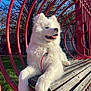 Aalto a rejoint le concours — aidez-le/la à gagner de superbes lots ! dog, white_dog, fluffy, bench, wooden_bench, red_bars, park, outdoor, sunlight, grass, tree, fence, happy_dog, panting, daylight, leash, pet, animal, nature, playground