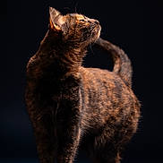 Arya a rejoint le concours — aidez-le/la à gagner de superbes lots ! alert, animal, cat, curious, dark_background, domestic, elegant, feline, four_legs, fur, mammal, pet, portrait, profile, soft_light, standing, studio, tail, tortoiseshell, whiskers