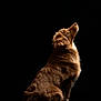 Vaïa a rejoint le concours — aidez-le/la à gagner de superbes lots ! dog, brown_dog, sitting, studio, portrait, dark_background, looking_up, long_fur, canine, pet, animal, isolated, side_view, fluffy, domestic_animal, mammal, fur_texture, paw, calm, alert