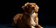 Vaïa participe au concours pour gagner de l'argent avec cette photo : dog, brown_dog, white_fur, fluffy, lying_down, portrait, studio_lighting, dark_background, pet, animal, canine, fur, attentive, calm, resting, indoor, closeup, mammal, adorable, beautiful