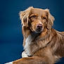 Vaïa participe au concours pour gagner de l'argent avec cette photo : dog, canine, pet, brown_fur, white_paws, portrait, studio, blue_background, animal, fur, lying_down, looking_away, ears, eyes, snout, domestic_animal, mammal, companion, calm, photography