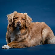 Vaïa participe au concours pour gagner de l'argent avec cette photo : dog, canine, pet, animal, studio, portrait, golden_brown, fur, laying_down, blue_background, ears, nose, eyes, paw, fluffy, mammal, domestic_animal, calm, alert, beautiful